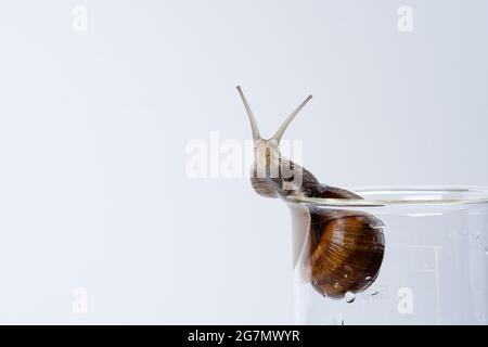 Large grape snail isolated on a glass medical jar on a white background Stock Photo