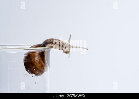 Large grape snail isolated on a glass medical jar on a white background Stock Photo