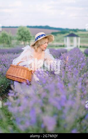 Beautiful blond hair woman in lavender meadow. Pretty lady in dress and hat, harvesting lavender into the basket. Woman farmer collects lavender Stock Photo