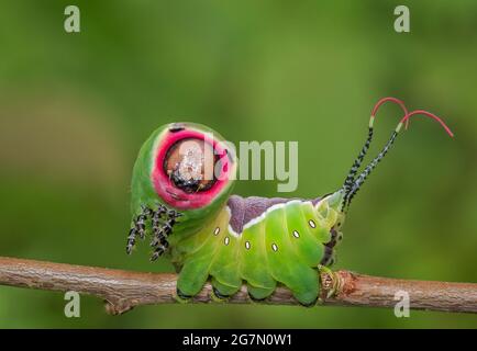 Beautiful caterpillar in a frightening pose Stock Photo