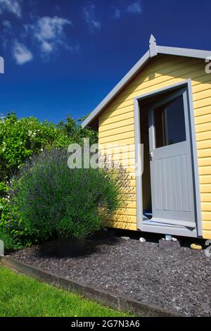 View of an old and large lavender bush growing in a chimney pot beside a home-built shed in the style of a beach hut in my garden near Caernarfon, UK. Stock Photo
