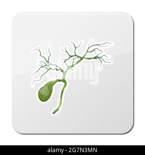 Human gallbladder icon in black style isolated on white background. Human organs symbol stock bitmap, rastr illustration. Stock Photo