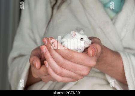 Girl holds her pet hamster Stock Photo