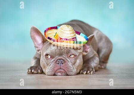 Funny French Bulldog dog with summer straw hat lying down in front of blue wall Stock Photo