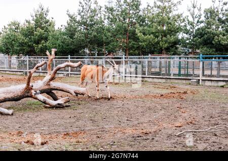 Close-up of a common canna in the zoo. Also known as the southern eland or eland antelope, it is a savannah and lowland antelope native to East and So Stock Photo