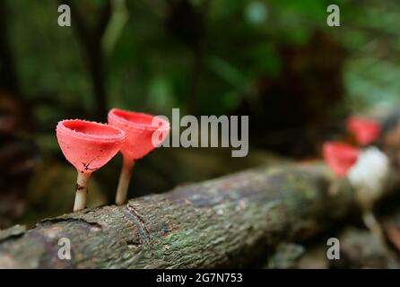 Pair of Red Cup Mushrooms Growing on Decayed Log in the Rainforest of Thailand Stock Photo