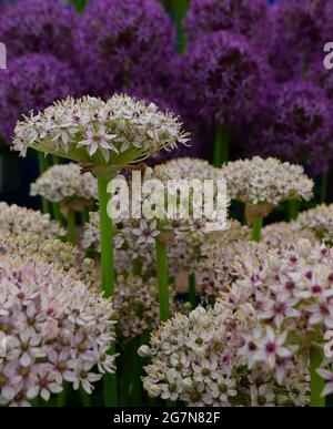 A close up of white allium flowers with purple alliums in the background Stock Photo