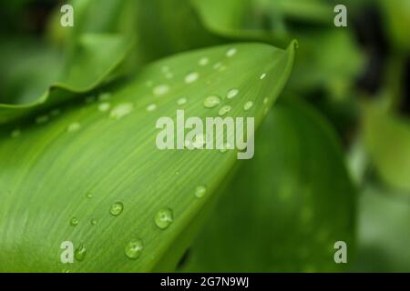 Rain drops on tabernaemontana plant leaf,tropical water plant Stock Photo