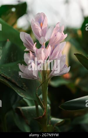 Tabernaemontana flower Stock Photo