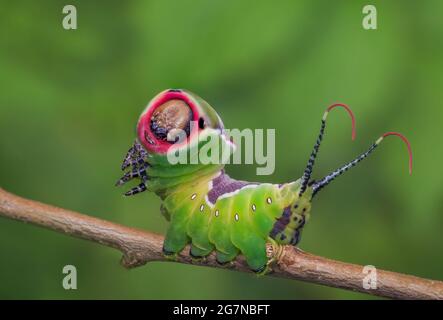 Beautiful caterpillar in a frightening pose Stock Photo
