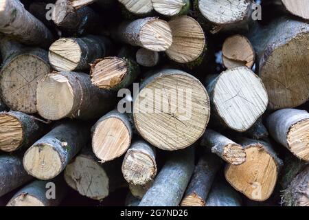 Chopped down tree trunks stacked in a storage yard Stock Photo