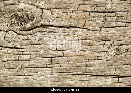 tree wood surface crack grooves aged bark fissure texture macro close ...