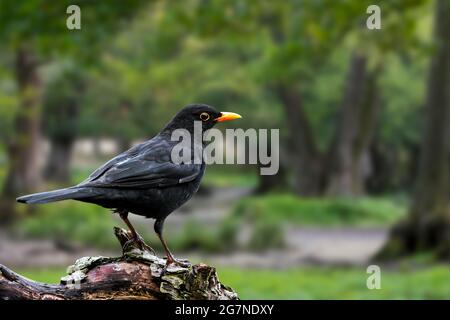 Common blackbird (Turdus merula) male perched on tree stump in deciduous forest Stock Photo