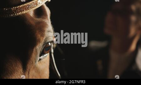 Close-up view of the head of a dark brown horse wearing head jewelry during the nighttime in the horse stable. Female horse owner in the background. Horse riding and taking care of horses. Stock Photo