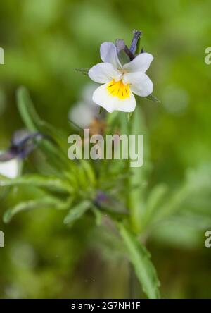 VIOLA TRICOLOR wild pansy Stock Photo