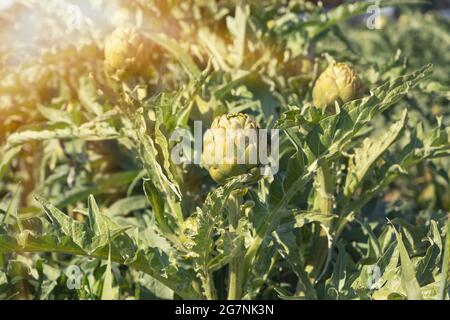 A close up view of ripe Artichoke (Cynara cardunculus ) in a field of Artichokes. Spring time Stock Photo