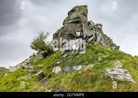 Wild feral goats at the Valley of Rocks near Lynton in the Exmoor National Park, North Devon. Stock Photo