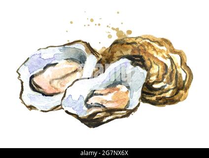 https://l450v.alamy.com/450v/2g7nx6x/fresh-oyster-seafood-watercolor-hand-drawn-illustration-isolated-on-white-background-2g7nx6x.jpg