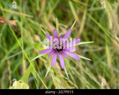 Tragopogon porrifolius known as purple or common salsify, oyster plant, vegetable oyster, Jerusalem star, Jack go to bed, goatsbeard or simply salsify Stock Photo