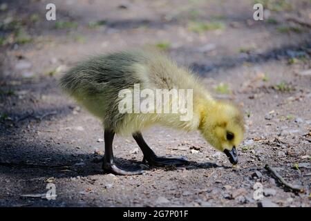 Closeup of a duckling picking food from the ground Stock Photo