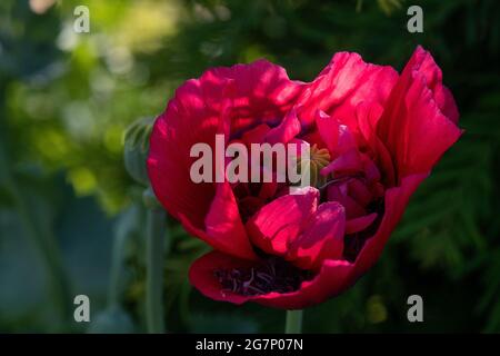 End of season red poppy bloom Stock Photo