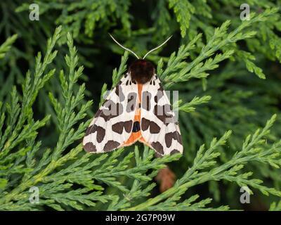 A Garden Tiger Moth or Great Tiger Moth (Arctia caja) resting on a leyladii bush. Stock Photo