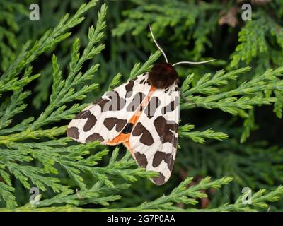 A Garden Tiger Moth or Great Tiger Moth (Arctia caja) resting on a leyladii bush. Stock Photo