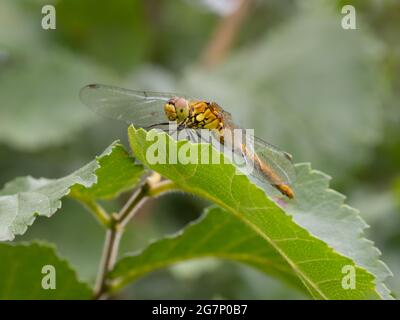 A female Ruddy Darter Dragonfly (Sympetrum sanguineum) resting on a leaf. Stock Photo