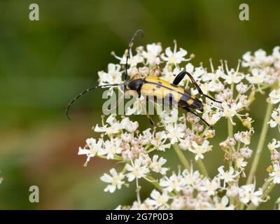 Rutpela maculata, the Spotted Longhorn on white flowers. Stock Photo