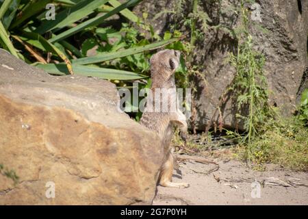 Closeup shot of a meerkat on a sunny day in the zoo Stock Photo