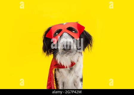 Dog carnival or halloween dressed as a hero with red cape and mask. Isolated on yellow background Stock Photo