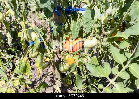 tomato bushes with ripening fruits on stakes in home garden on sunny summer day Stock Photo