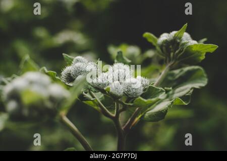 Close up of lush green Burdock Stock Photo