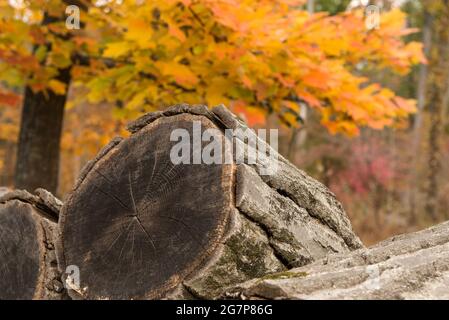 Closeup of a trunk of tree, chopped and seasoned for firewood, in Fall. Stock Photo