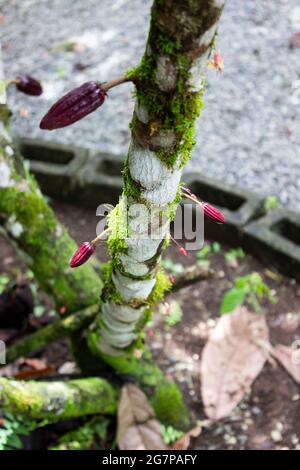 Close up of a cocoa tree in Costa Rica Stock Photo