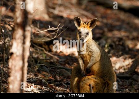 Brisbane, Australia. 04th June, 2021. Swamp Wallaby (Wallabia bicolor) female with joey in pouch seen at Raven Street Reserve in McDowall. Credit: SOPA Images Limited/Alamy Live News Stock Photo