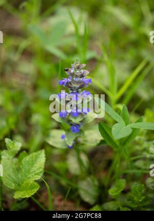 Blue flower ajuga reptans or bugle or bugleweed on a green meadow. Catlins giant on a summer meadow. Spring flower. Stock Photo