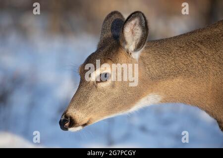 White-tailed deer doe portrait (Odocoileus virginianus) Stock Photo