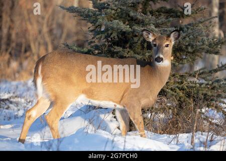 White-tailed deer female walking through snow in forest during winter (Odocoileus virginianus) Stock Photo