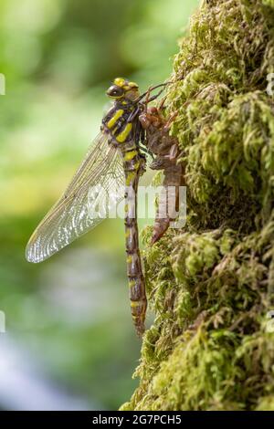 Macro shot of a golden ringed dragonfly (cordulegaster boltonii) molting Stock Photo