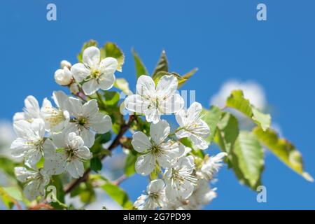 White cherry tree blossom flowers blooming in springtime against blue sky banner background. Stock Photo