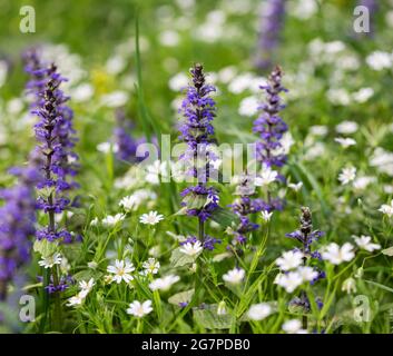 Stitchwort Stellaria holostea Bugle Ajuga reptans and Honesty Lunaria ...