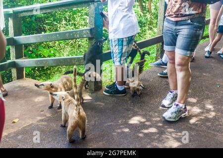 IGUACU, BRAZIL - FEB 5, 2015: Coatis among tourists at Iguacu (Iguazu) falls on a border of Brazil and Argentina