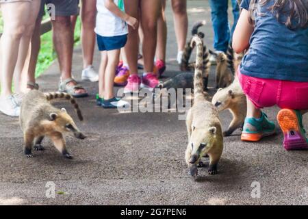 Coatis among tourists at Iguacu (Iguazu) falls on a border of Brazil and Argentina