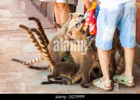 Coatis among tourists at Iguacu (Iguazu) falls on a border of Brazil and Argentina