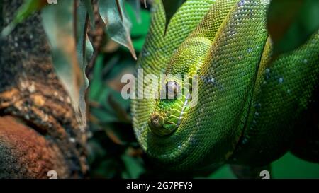 GOSFORD,NSW, AUST- JUL, 22, 2020: a green tree python curled up in a tree Stock Photo