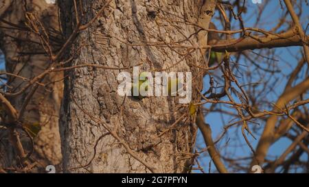 a rose ringed parakeet leaving its nest hole in a tree Stock Photo