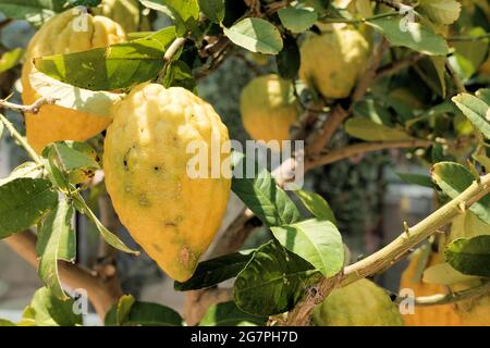 Etrog Citron, or Citrus medica, fruit hanging on a tree; etrogim are the yellow citrons use by Jews during the week-long celebration of Sukkot. Stock Photo