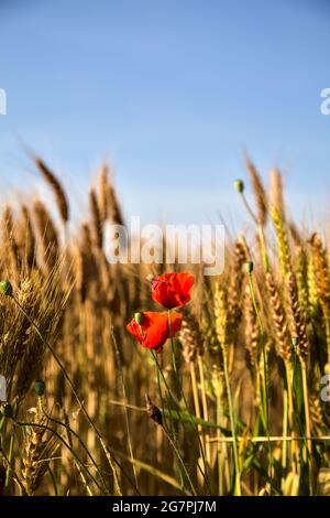 Poppies growing among ears of wheat at sunset seen up close Stock Photo ...