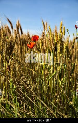 Poppies growing among ears of wheat at sunset seen up close Stock Photo ...